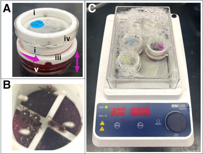Insect incubation experiment setup on hotplate at 37°C for behavior observation and analysis.