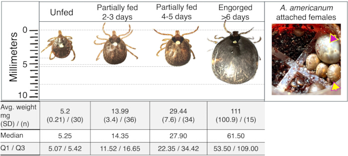 Tick size comparison and weight data chart; feeding stages: unfed, partially fed, engorged.
