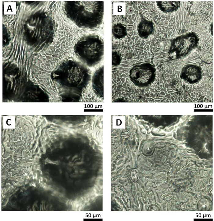 figure-results-1 Microscopy images showing plant cell structure, 100-50 µm scale, cellular morphology analysis.