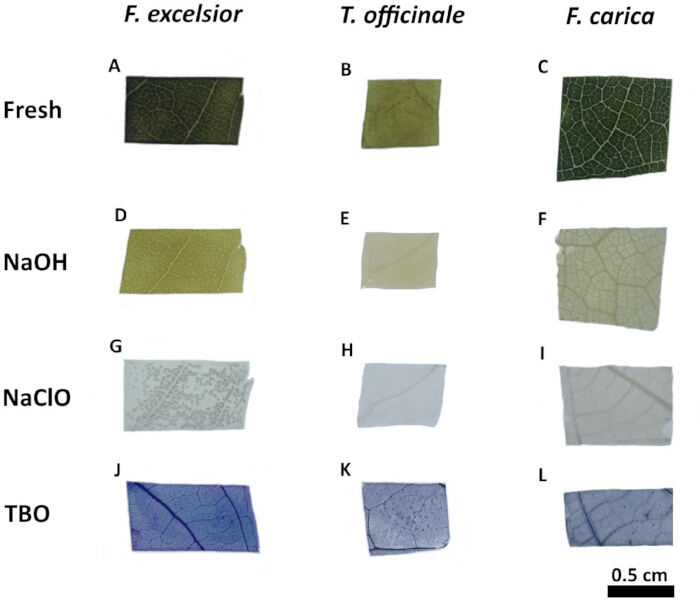 figure-results-2 Leaf tissue analysis; NaOH, NaClO, TBO treatments; F. excelsior, T. officinale, F. carica; diagram.