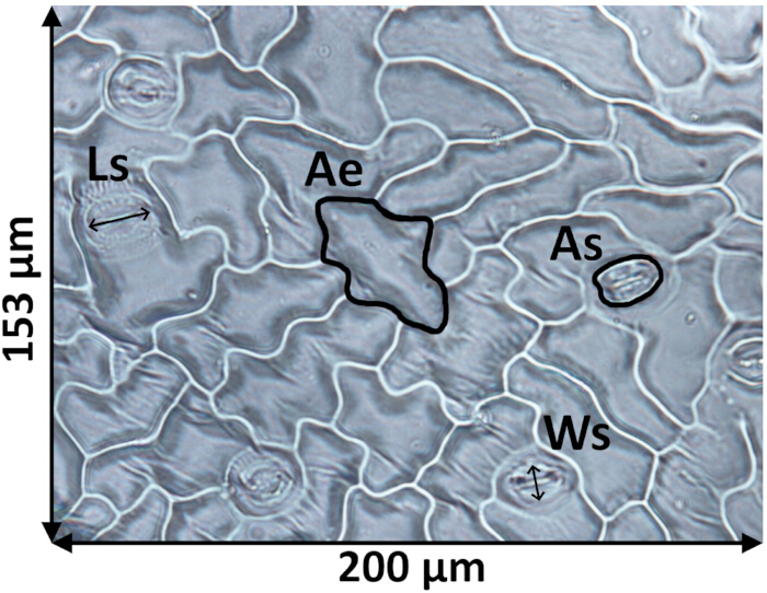 figure-results-3 Microscope image of plant cell epidermis; dimensions 153 μm x 200 μm, labeled structures Ls, Ae, As, Ws.
