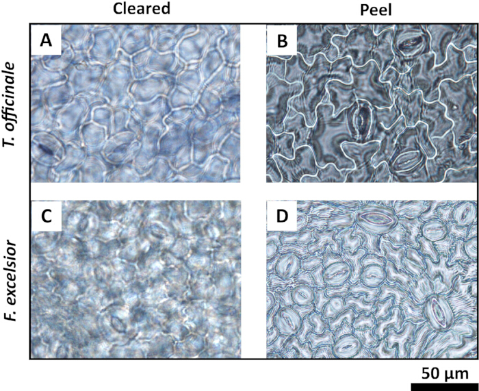 figure-results-4 Microscope image of T. officinale and F. excelsior cell structures; cleared vs. peel views at 50µm.