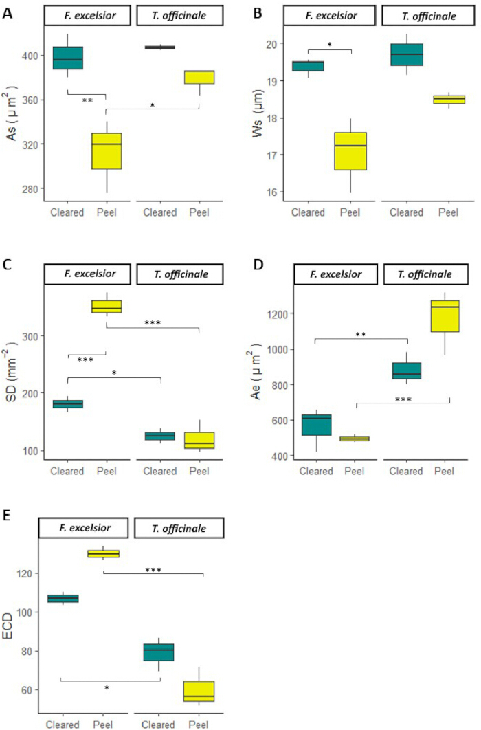 figure-results-5 Box plots comparing leaf anatomical traits in *Fraxinus excelsior* and *Taraxacum officinale*.