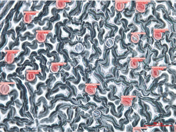 figure-results-6 Microscope image of plant stomata; cellular structure study; botany research; 20μm scale bar.