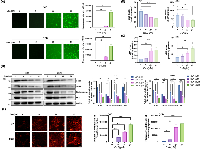 figure-protocol-2 Fluorescence assay, cell viability, protein expression, CaA dose comparison; graphs, bar charts included.