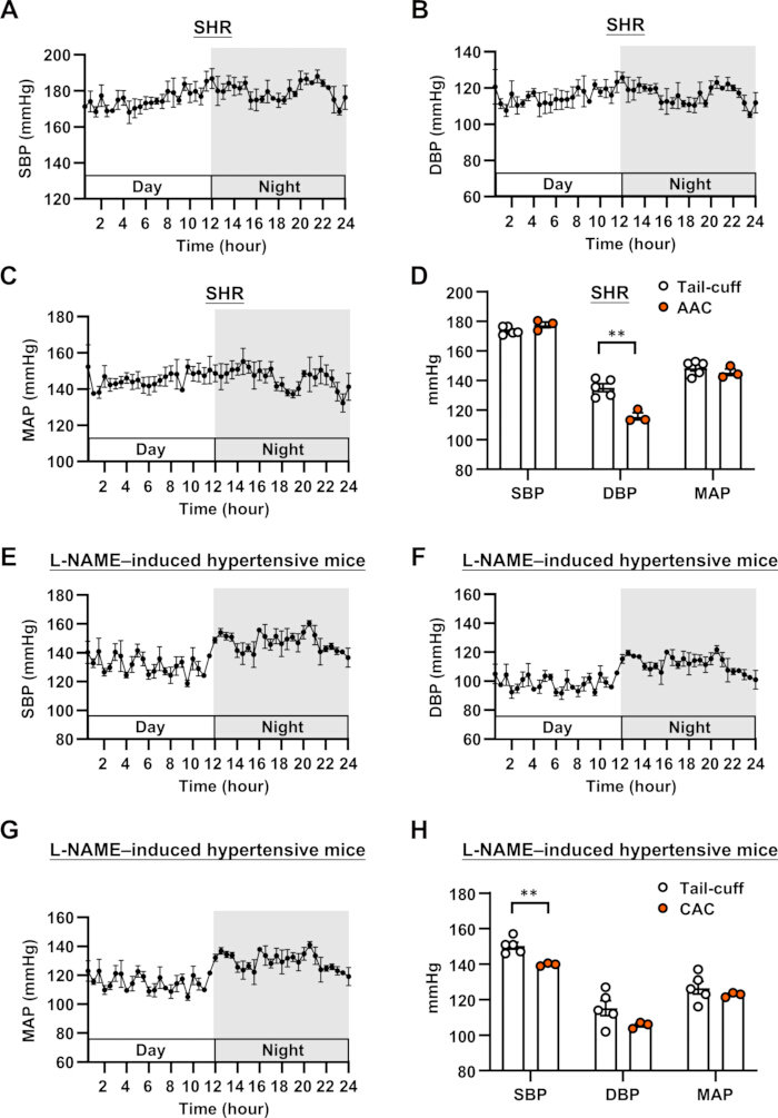 figure-results-10 Blood pressure analysis; SBP, DBP, MAP graphs; SHR vs. L-NAME-induced hypertension; statistical bar chart.