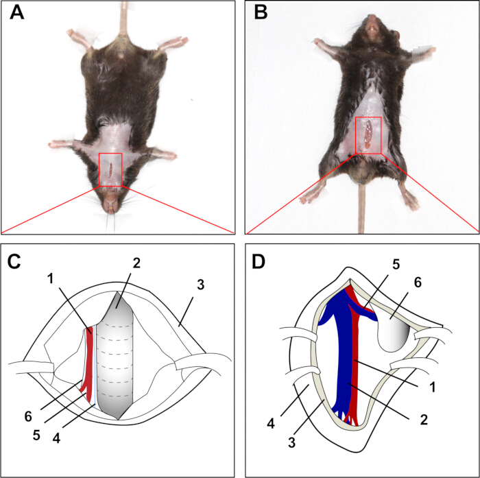figure-results-2 Mouse surgery diagrams illustrating incisions and internal anatomy; top view, surgical technique.