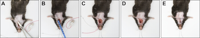 figure-results-4 Surgical procedure on mouse; experimental sequence in panels A-E; anatomical study method.
