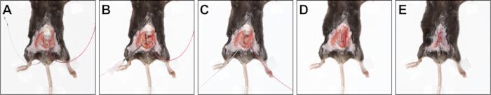figure-results-6 Wound healing process in mice, diagram sequence A-E, surgical procedure for skin regeneration.
