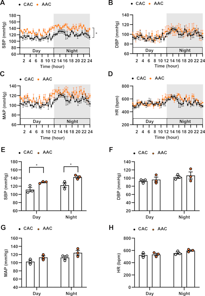 figure-results-8 CAC and AAC blood pressure and heart rate data; line and bar graphs show day-night variations.