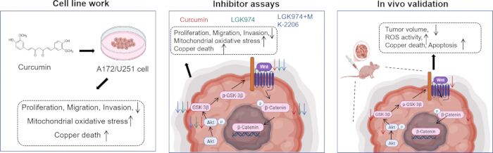 Curcumin impact on A172/U251 cell proliferation, inhibitor assays, in vivo tumor analysis diagram.
