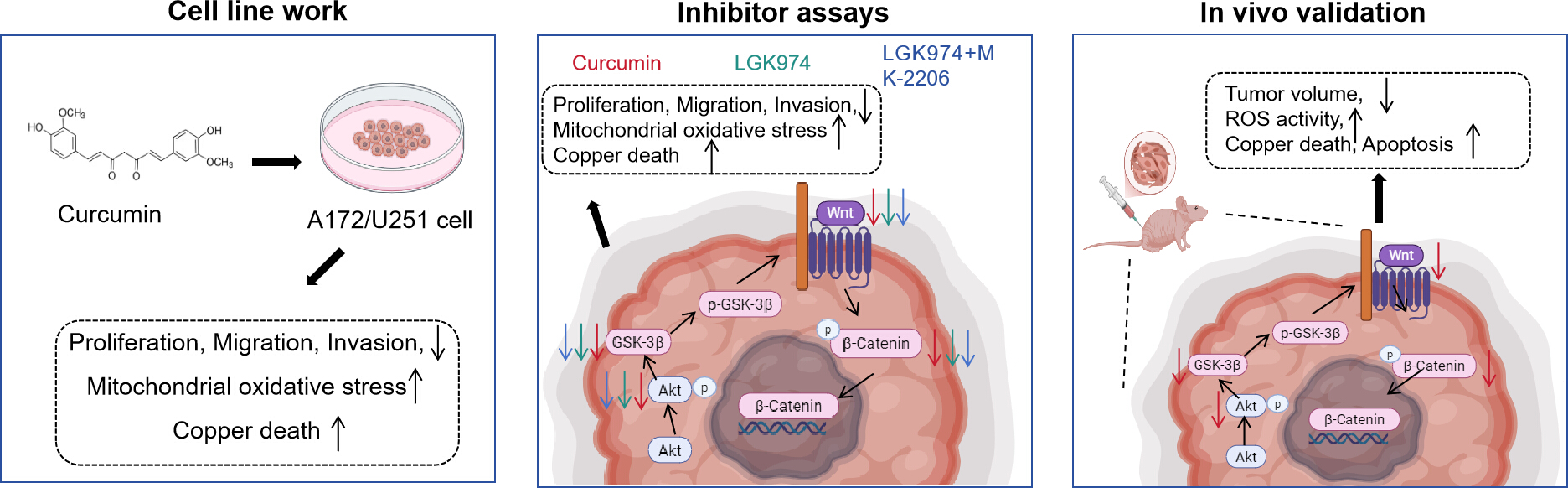 ghk cu activates wnt β catenin pathway Regulation of the AKT/Wnt/β-catenin and Induction of Cuproptosis by Curcumin in Glioblastoma A comparative study of Size:1000 mcg/ml - 10 ml x 1 Weak Hair