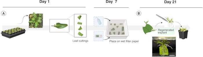 figure-results-1 Plant regeneration process diagram: leaf cuttings to regenerated explant in cultivation setup.