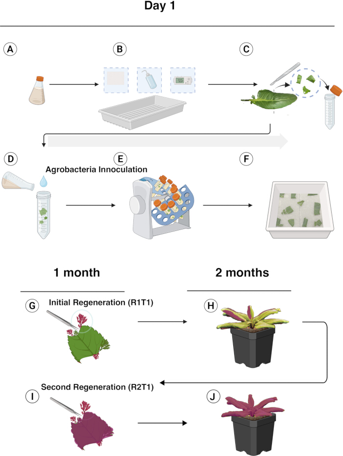 figure-results-2 Plant regeneration process diagram with Agrobacteria inoculation and growth stages over two months.