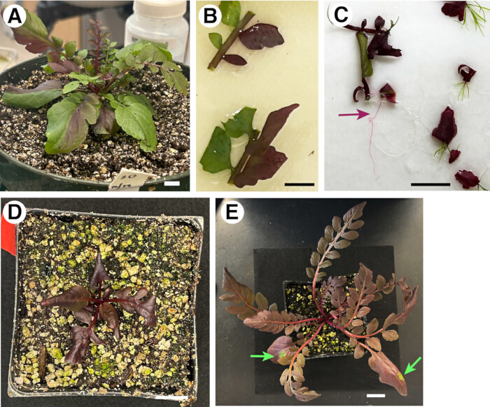 figure-results-3 Plant morphology study; experimental growth comparison; various stages; diagram; research analysis.