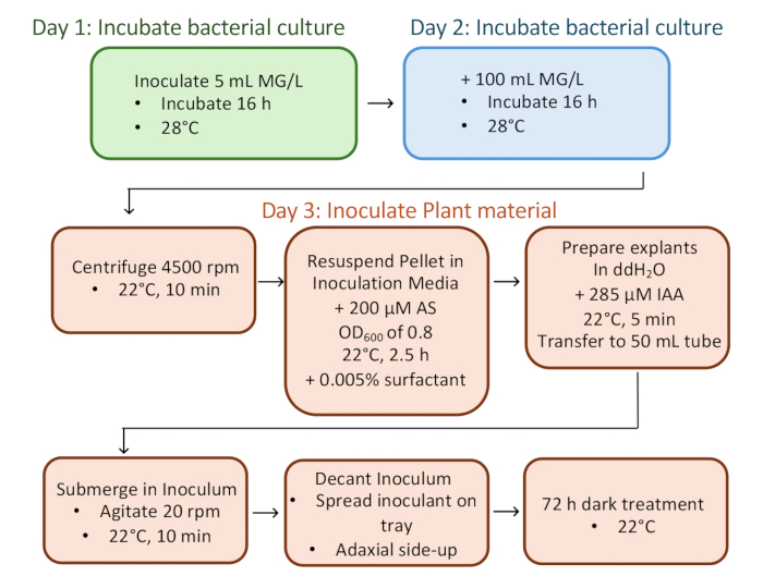 figure-results-4 Plant inoculation process flowchart; bacterial culture preparation, centrifugation, inoculation steps.