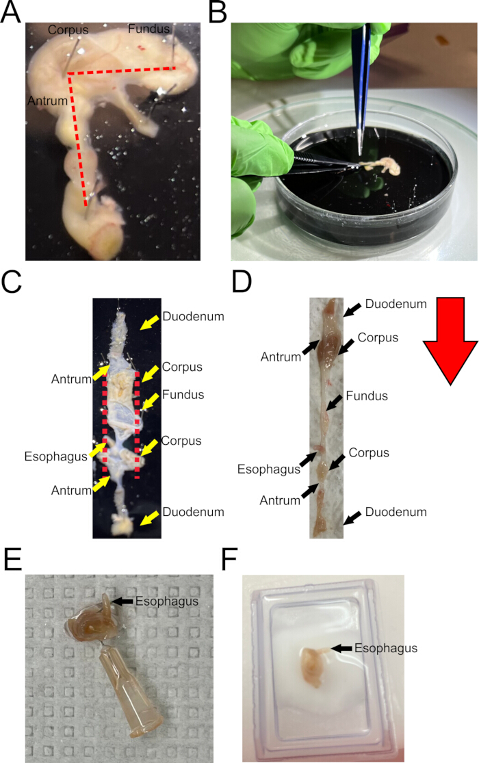 Gastrointestinal dissection diagram showing labeled stomach sections and esophagus in experimental setup.