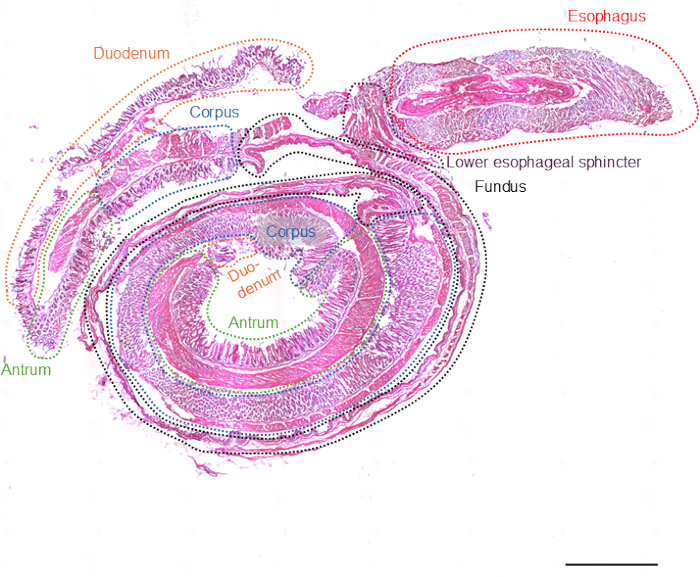 Histological section of digestive system; labeled esophagus, stomach, duodenum; microscope image.