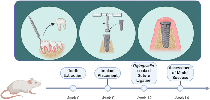 Tooth implant process diagram; stages: extraction, placement, P.gingivalis ligation, success assessment.