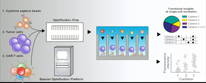 figure-results-1 Optofluidics chip diagram showing CAR-T cells and cytokine interaction; fluorescence analysis.