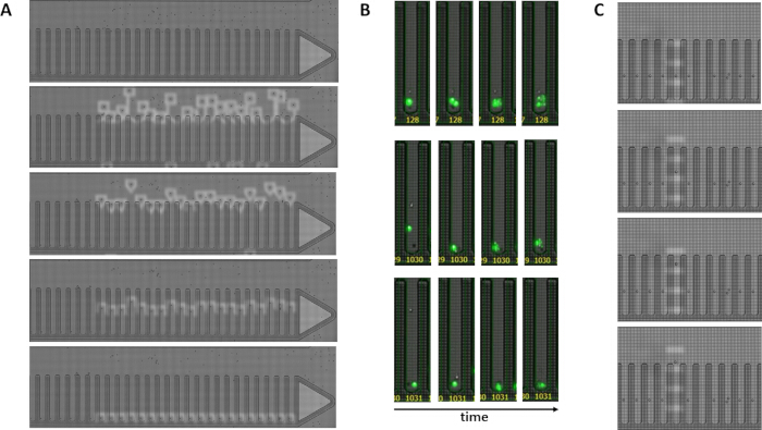 figure-results-2 Microfluidic device experiment; fluorescence imaging; particle separation analysis; time-lapse results.