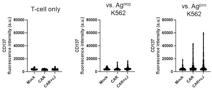 figure-results-4 CD137 fluorescence intensity graph; T-cell study comparing responses to Agneg and Agpos K562 cells.
