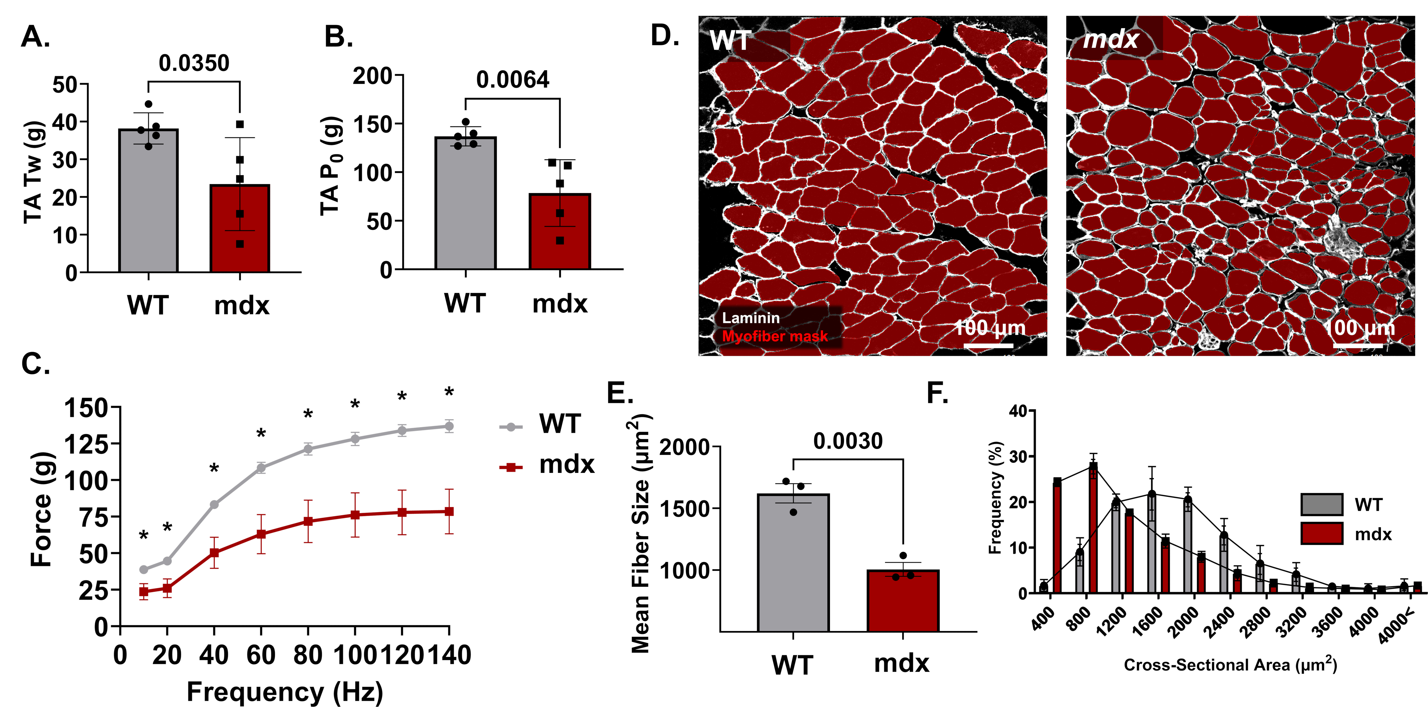 Methods for In situ Quantification of Mitochondrial Morphology in ...