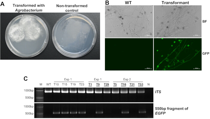 figure-results-1 Agrobacterium transformation results; colony growth, microscopy images, PCR electrophoresis bands.