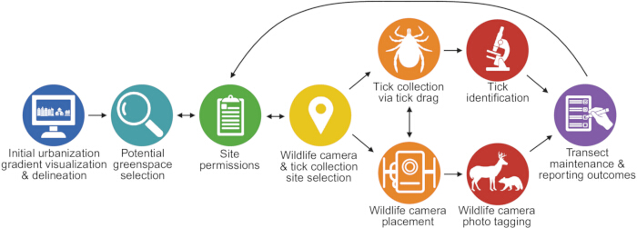Urbanization impact analysis diagram; tick collection, wildlife monitoring, data reporting process.