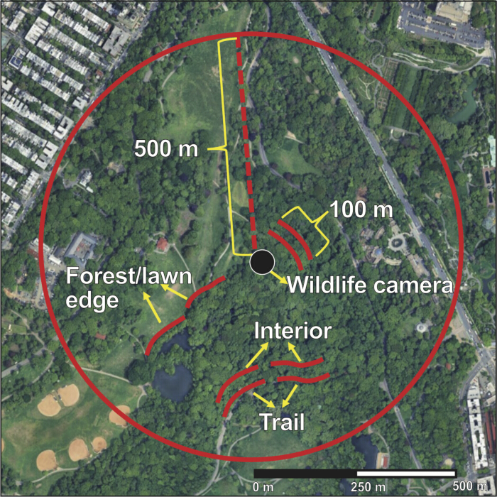 Wildlife camera setup map; 500m radius, forest trails, habitat study, landscape analysis, diagram.