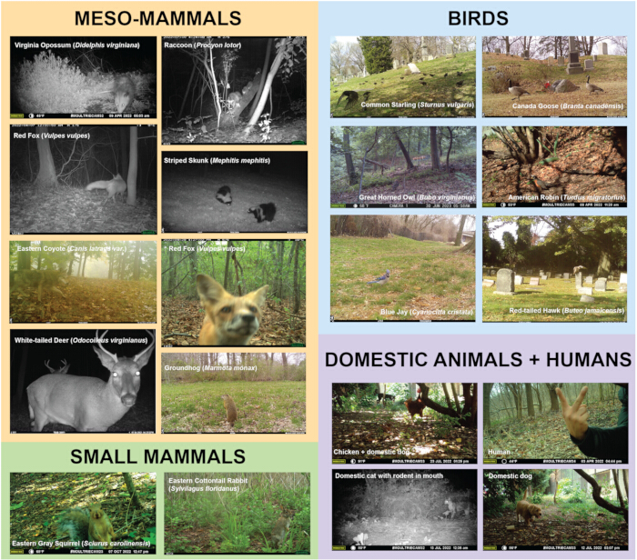 Animal categorization diagram; includes meso-mammals, birds, small mammals, domestic animals.
