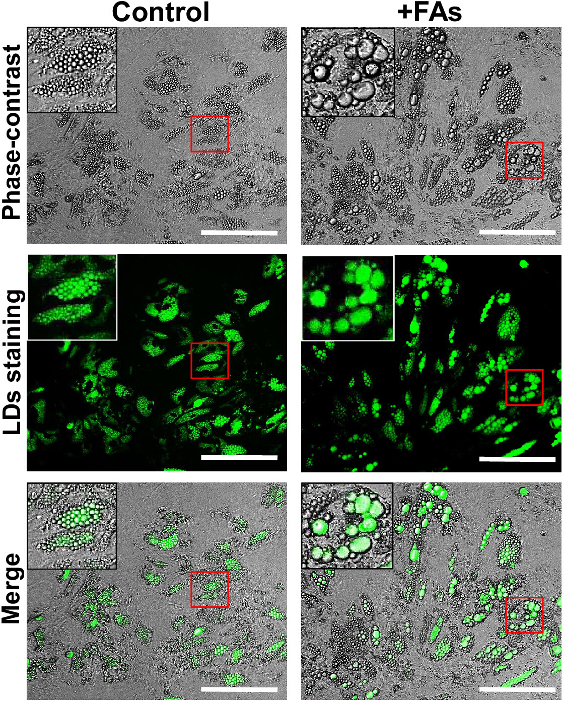 Differentiation and Induction of Lipid Droplet Accumulation in Human ...