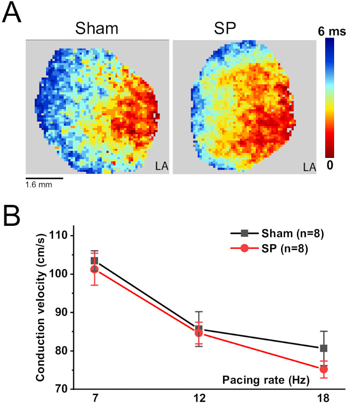 figure-results-4 Conduction velocity maps and graph; heart study; sham vs SP analysis; velocity vs pacing rate.