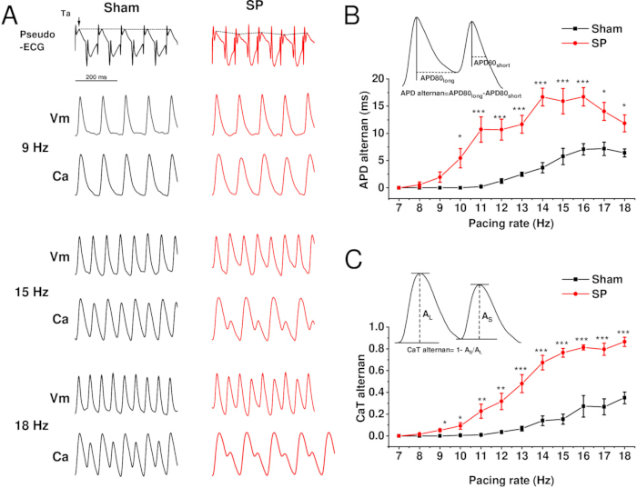 figure-results-6 Cardiac alternans analysis with ECG, Vm, Ca signaling; graphs of APD, CaT alternans vs pacing rate.