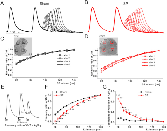 figure-results-8 Cardiac recovery analysis, CaT recovery ratio, graphs, Sham vs SP, electrophysiology, multisite data.