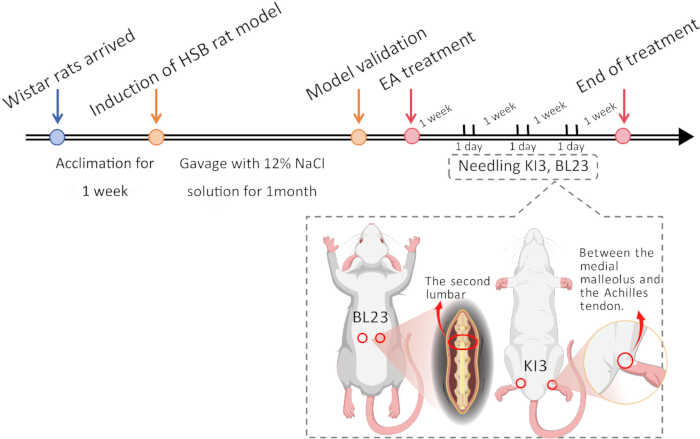 figure-protocol-1 Wistar rat model timeline; EA treatment; acupuncture points BL23, KI3; experimental diagram.