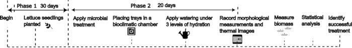 figure-results-1 Lettuce growth experiment timeline; microbial treatment, hydration levels, thermal imaging analysis.