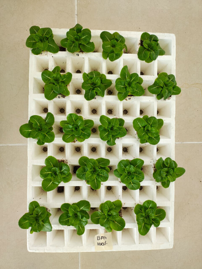 figure-results-13 Hydroponic setup with seedlings in a grid tray; plant growth experiment; nutrient solution study.