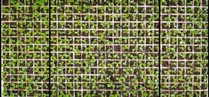 figure-results-2 Grid of seedlings in trays; plant growth experiment; seed germination; botanical research setup.
