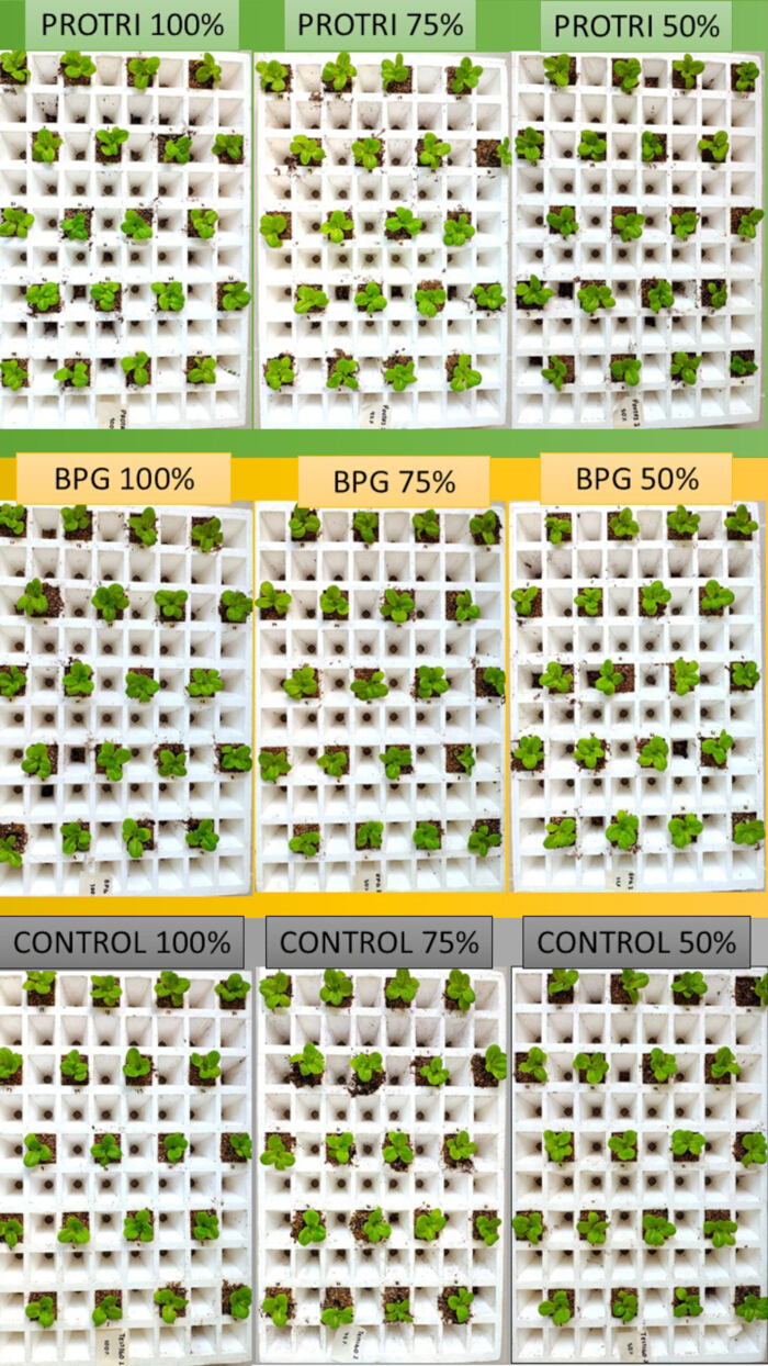 figure-results-3 Plant growth experiment; three treatments at 100%, 75%, 50% in grid trays; comparative analysis.
