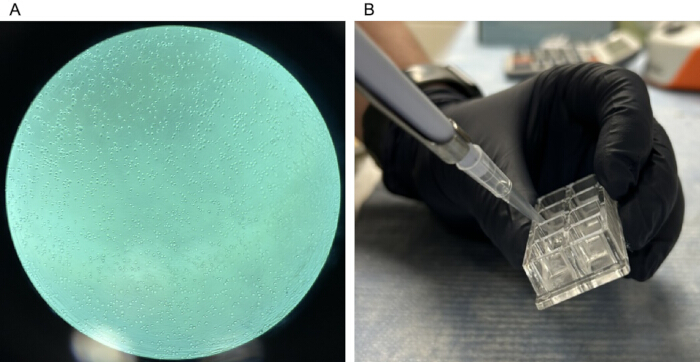 Microscopy of bacterial colonies; pipetting in PCR workstation for DNA analysis experiment.
