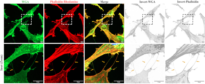 figure-results-1 Fluorescence microscopy diagram of cell structure with WGA and phalloidin-rhodamine labeling.