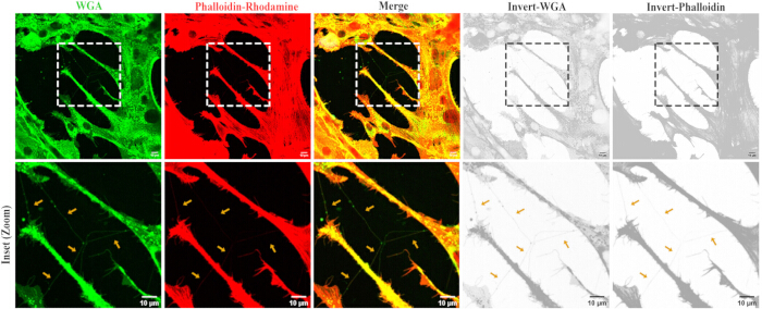 figure-results-2 Confocal microscopy diagram of WGA and Phalloidin-Rhodamine stained cells, 10 µm scale.