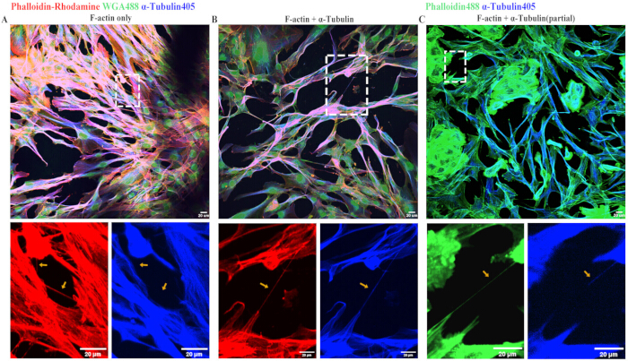 figure-results-4 Confocal microscopy of F-actin and α-tubulin distribution using fluorescent staining techniques.