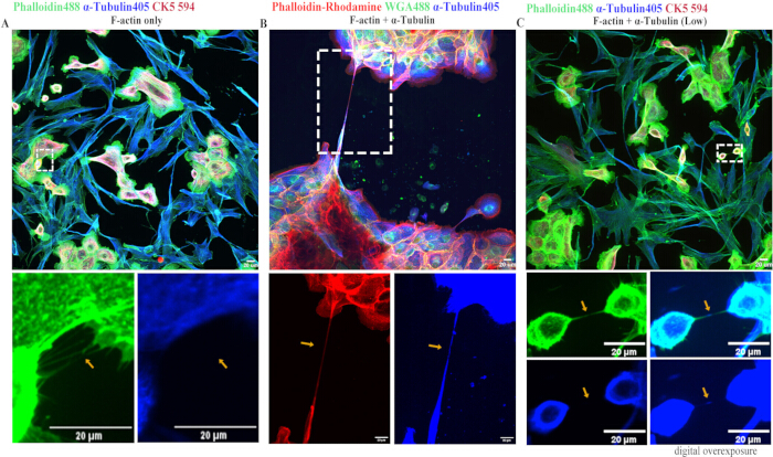 figure-results-5 Fluorescence microscopy of F-actin, α-tubulin; cell structure; phalloidin staining, confocal imaging.