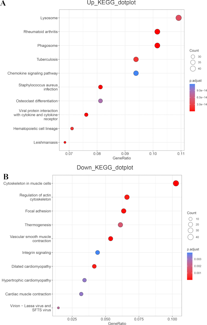 KEGG pathway dot plots showing gene enrichment; visual representation of biological processes.