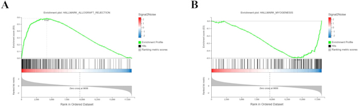Gene set enrichment analysis graph, enrichment profile, signal-to-noise data, myogenesis, allograft.
