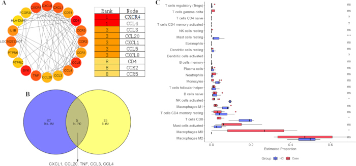 Protein interaction network diagram, Venn diagram analysis, and immune cell proportion bar chart.