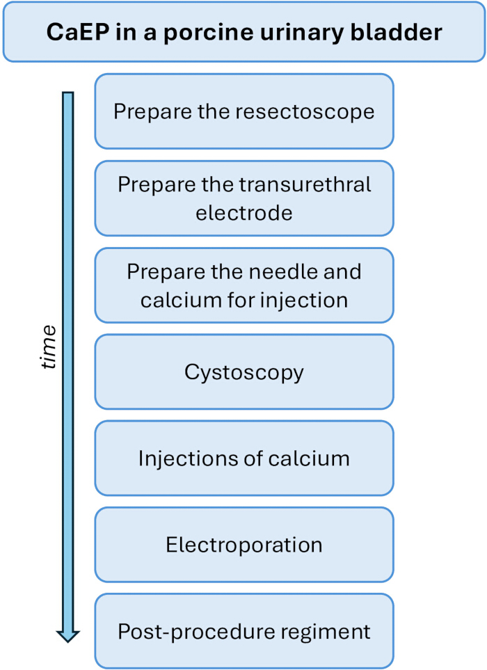 CaEP porcine bladder procedure diagram; cystoscopy, calcium injections, electroporation steps.