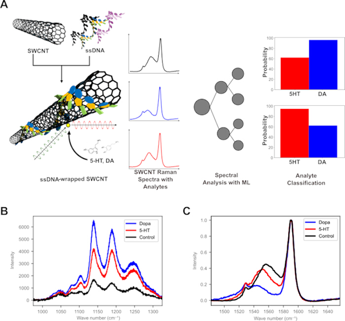 figure-results-1 SWCNT binding analysis with ssDNA and 5-HT/DA; Raman spectra, ML classification diagram/chart.